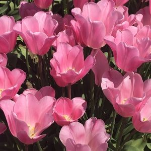 Meet your Posher, Lesley